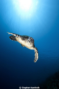 Hawksbill turtle out in the blue! by Stephan Kerkhofs 